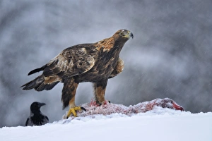 Golden Eagle -Aquila chrysaetos- with bait and a Hooded Crow -Corvus corone cornix Golden Eagle -Aquila chrysaetos- with bait and a Hooded Crow -Corvus corone cornix