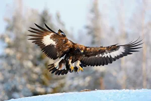 Golden Eagle -Aquila chrysaetos- in flight, landing at a bait place, Kainuu, Utajarvi, Nordfinnland, Finland Golden Eagle -Aquila chrysaetos- in flight, landing at a bait place, Kainuu, Utajarvi, Nordfinnland, Finland