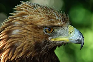 Golden Eagle (Aquila chrysaetos) with ruffled feathers Golden Eagle (Aquila chrysaetos) with ruffled feathers