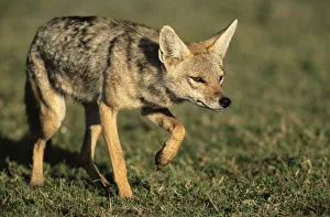 Nature wildlife/anup shah wildlife photography/golden jackal canis aureus stalking Nature wildlife/anup shah wildlife photography/golden jackal canis aureus stalking