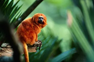 Golden lion tamarin (Leontopithecus rosalia) sitting, close up Golden lion tamarin (Leontopithecus rosalia) sitting, close up