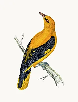 Golden Oriole bird Golden Oriole bird