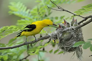 Golden Orioles -Oriolus oriolus-, adult male feeding chicks in the nest with a Golden Orioles -Oriolus oriolus-, adult male feeding chicks in the nest with a