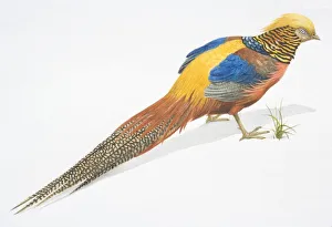 Golden Pheasant, Chrysolophus pictus, multi coloured Pheasant with a long tail Golden Pheasant, Chrysolophus pictus, multi coloured Pheasant with a long tail