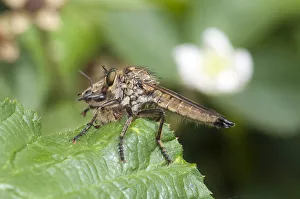 Golden-tabbed Robberfly -Eutolmus rufibarbis- with captured honey bee on a blackberry Golden-tabbed Robberfly -Eutolmus rufibarbis- with captured honey bee on a blackberry