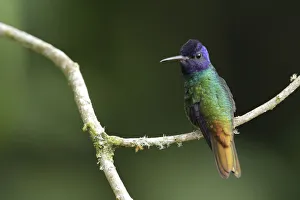 Golden-tailed Sapphire (Chrysuronia oenone) Golden-tailed Sapphire (Chrysuronia oenone)