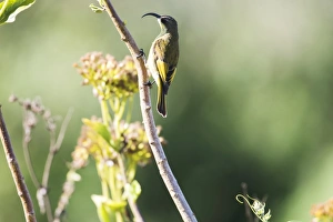 Golden-winged Sunbird (Nectarinia reichenowi), Ngorongoro Crater Golden-winged Sunbird (Nectarinia reichenowi), Ngorongoro Crater