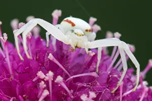 Goldenrod Crab Spider (Misumena vatia) on Japanese Scabious flower (Scabiosa japonica Goldenrod Crab Spider (Misumena vatia) on Japanese Scabious flower (Scabiosa japonica
