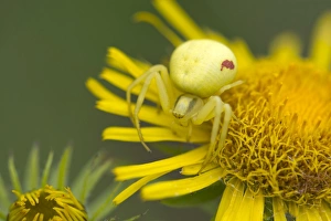 Goldenrod Crab Spider -Misumena vatia- on a British Yellowhead -Inula britannica-, Burgenland, Austria Goldenrod Crab Spider -Misumena vatia- on a British Yellowhead -Inula britannica-, Burgenland, Austria