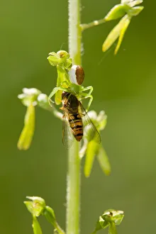 Goldenrod crab spider -Misumena vatia- has captured a hoverfly -Syrphidae-, Thuringia, Germany Goldenrod crab spider -Misumena vatia- has captured a hoverfly -Syrphidae-, Thuringia, Germany