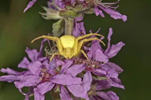 Goldenrod Crab Spider -Misumena vatia- lurking on Purple Loosestrife -Lythrum salicaria-, Untergroeningen Goldenrod Crab Spider -Misumena vatia- lurking on Purple Loosestrife -Lythrum salicaria-, Untergroeningen