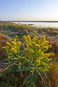 Goldenrod (Solidago) next to salt marsh at Fort Hill, Eastham, Cape Cod National Seashore Goldenrod (Solidago) next to salt marsh at Fort Hill, Eastham, Cape Cod National Seashore
