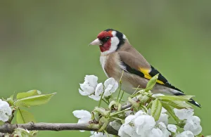 Goldfinch -Carduelis carduelis-, male perched on a flowering cherry tree branch Goldfinch -Carduelis carduelis-, male perched on a flowering cherry tree branch