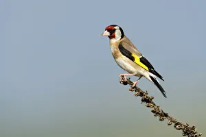Goldfinch -Carduelis carduelis- perched on a branch, Rhodopes, Bulgaria Goldfinch -Carduelis carduelis- perched on a branch, Rhodopes, Bulgaria
