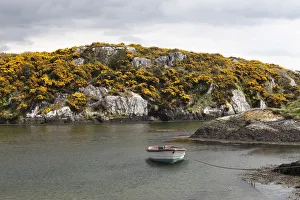 Goleen Harbour, flowering broom, Mizen Head Peninsula, West Cork, Republic of Ireland Goleen Harbour, flowering broom, Mizen Head Peninsula, West Cork, Republic of Ireland