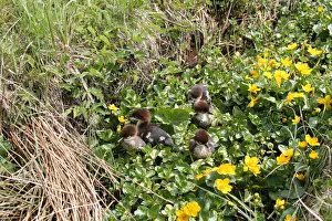 Goosander or Common Merganser chicks -Mergus merganser-, one day, between marsh marigold flowers, Allgaeu, Bavaria Goosander or Common Merganser chicks -Mergus merganser-, one day, between marsh marigold flowers, Allgaeu, Bavaria