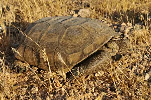 Gopher or Desert tortoise -Gopherus agassizii-, Mojave Desert, Utah, USA, North America Gopher or Desert tortoise -Gopherus agassizii-, Mojave Desert, Utah, USA, North America