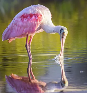 Gorgeous Roseate Spoonbill and Reflection at Fort Myers Beach, Florida Gorgeous Roseate Spoonbill and Reflection at Fort Myers Beach, Florida