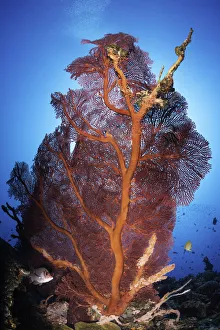 Gorgonian sea fan, Kimbe Bay, Papua New Guinea Gorgonian sea fan, Kimbe Bay, Papua New Guinea