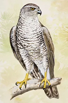 Goshawk (Accipiter gentilis), perching on a branch, looking away Goshawk (Accipiter gentilis), perching on a branch, looking away
