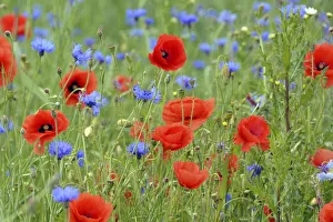Grain field with flowering Poppies -Papaver rhoeas- and Cornflowers -Centaurea cyanus Grain field with flowering Poppies -Papaver rhoeas- and Cornflowers -Centaurea cyanus