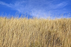 Grassy slope, Black Canyon of the Gunnison National Park, Gunnison, Colorado, USA Grassy slope, Black Canyon of the Gunnison National Park, Gunnison, Colorado, USA