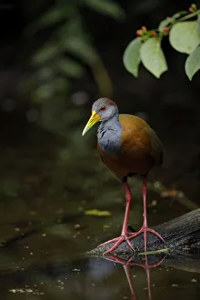 Gray-cowled Wood-Rail (Aramides cajaneus) Gray-cowled Wood-Rail (Aramides cajaneus)