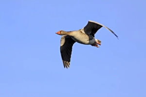 Gray goose grey goose greylag goose -Anser anser- flying Gray goose grey goose greylag goose -Anser anser- flying