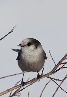 Gray Jay Print, Yukon Territory Landscape