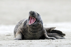 Gray seal -Halichoerus grypus- with open mouth, ocean island, Helgoland Gray seal -Halichoerus grypus- with open mouth, ocean island, Helgoland