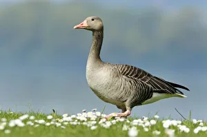 Graylag goose -Anser anser- standing in a meadow with daisies, Zug, Switzerland, Europe Graylag goose -Anser anser- standing in a meadow with daisies, Zug, Switzerland, Europe