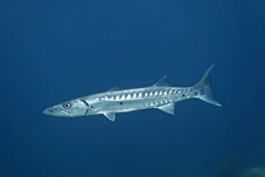 Great Barracuda -Sphyraena barracuda-, Little Tobago, Trinidad and Tobago Great Barracuda -Sphyraena barracuda-, Little Tobago, Trinidad and Tobago