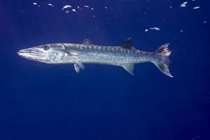 Great Barracuda -Sphyraena barracuda-, Palau Great Barracuda -Sphyraena barracuda-, Palau
