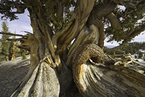 Great Basin Bristlecone Pine, White Mountains, Ca Great Basin Bristlecone Pine, White Mountains, Ca