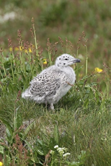 Great black-backed gull -Larus marinus-, young bird not yet fledged, Bird Island Hornoya, Varanger, Norway Great black-backed gull -Larus marinus-, young bird not yet fledged, Bird Island Hornoya, Varanger, Norway