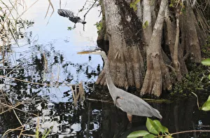 Great blue heron, Ardea herodias, stalks a fish as an alligator Great blue heron, Ardea herodias, stalks a fish as an alligator