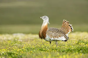Great Bustard -Otis tarda-, Extremadura, Spain Great Bustard -Otis tarda-, Extremadura, Spain