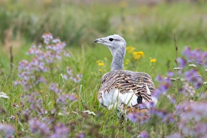 Great Bustard -Otis tarda- on a field with wild flowers, Hungary Great Bustard -Otis tarda- on a field with wild flowers, Hungary