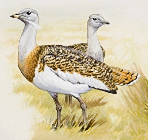 Great bustard (Otis tarda), male and female, side view Great bustard (Otis tarda), male and female, side view
