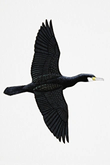 Great Cormorant (Phalacrocorax carbo), also known as Black Cormorant in Australia, adult Great Cormorant (Phalacrocorax carbo), also known as Black Cormorant in Australia, adult