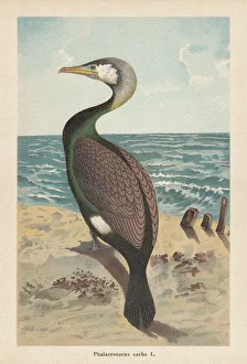 Great cormorant (Phalacrocorax carbo), chromolithograph, published in 1896 Great cormorant (Phalacrocorax carbo), chromolithograph, published in 1896