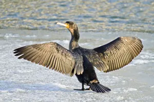 Great Cormorant -Phalacrocorax carbo- standing with outstretched wings on ice Great Cormorant -Phalacrocorax carbo- standing with outstretched wings on ice