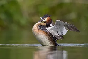 Great Crested Grebe (Podiceps cristatus) beating its wings, North Hesse, Hesse, Germany Great Crested Grebe (Podiceps cristatus) beating its wings, North Hesse, Hesse, Germany