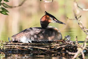 Great Crested Grebe (Podiceps cristatus) with chick on the nest, North Hesse, Hesse Great Crested Grebe (Podiceps cristatus) with chick on the nest, North Hesse, Hesse