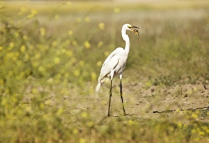 Great day to be an egret Great day to be an egret
