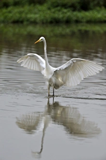 Great Egret -Casmerodius albus-, flushing out small fish, Rottenschwil, Switzerland Great Egret -Casmerodius albus-, flushing out small fish, Rottenschwil, Switzerland