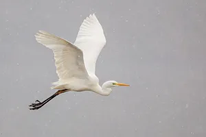 Great Egret or Great White Heron -Ardea alba- in flight, North Hesse, Hesse, Germany Great Egret or Great White Heron -Ardea alba- in flight, North Hesse, Hesse, Germany