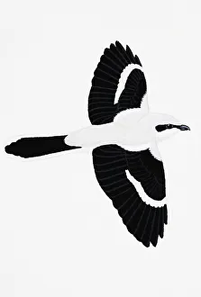 Great Gray Shrike (Lanius excubitor), adult Great Gray Shrike (Lanius excubitor), adult