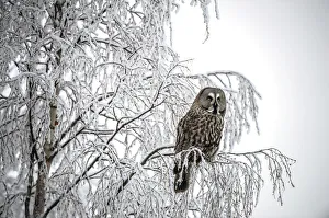 Great Grey Owl -Strix nebulosa-, Oulu, Finland Great Grey Owl -Strix nebulosa-, Oulu, Finland