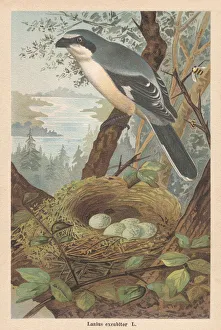 Great grey shrike (Lanius excubitor), chromolithograph, published in 1896 Great grey shrike (Lanius excubitor), chromolithograph, published in 1896